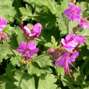 Geranium macrorrhizum - Illatos gólyaorr