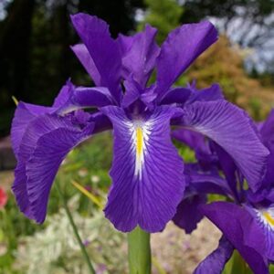 Iris germanica Blauw/ Geel - Szakállas nőszirom