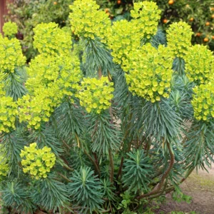 Euphorbia characias subsp. 'Wulfenii' - Velencei kutyatej