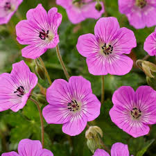Geranium sang. W. Kelly Anne - Alacsony gólyaorr
