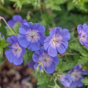 Geranium sanguineum Bloom Me Away - Alacsony gólyaorr