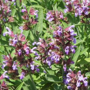 Salvia officinalis  - Orvosi zsálya