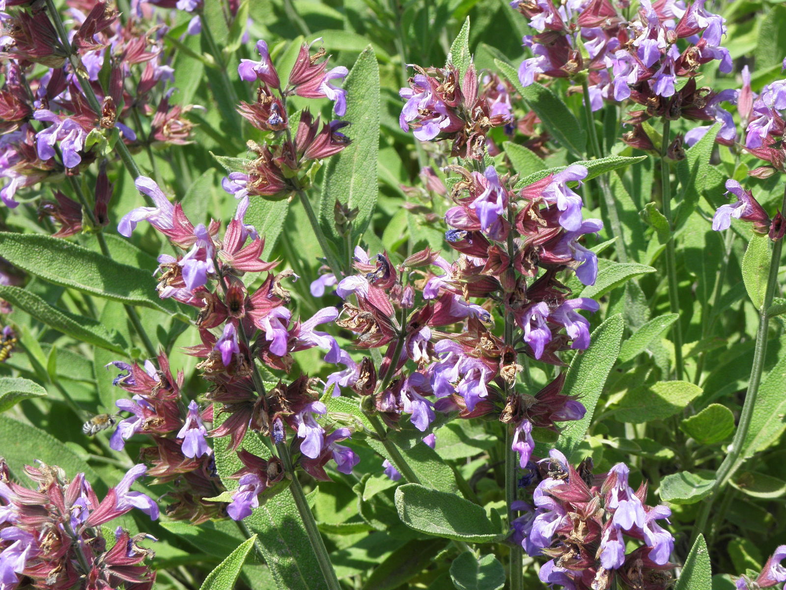 Salvia officinalis - Orvosi zsálya