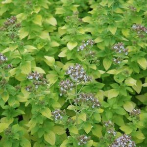 Origanum vulgare Aureum - Sárga levelű oregánó
