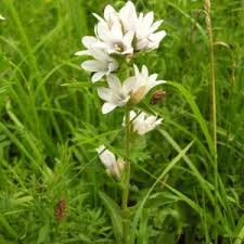 Campanula glomerata 'Alba' - Csomós harangvirág