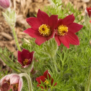 Pulsatilla vulgaris Pulsar Red Shades - Vörös kökörcsin