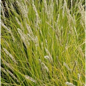 Sesleria autumnalis – Erdélyi nyúlfarkfű