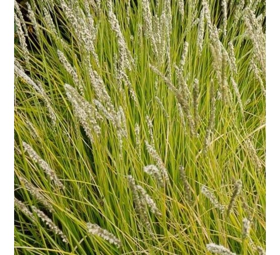 Sesleria autumnalis – Erdélyi nyúlfarkfű