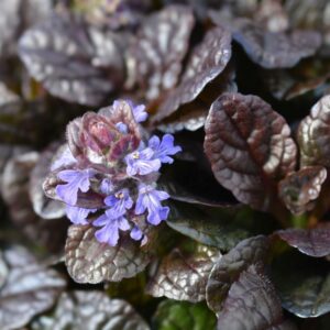 Ajuga reptans  Braunherz - Indás ínfű
