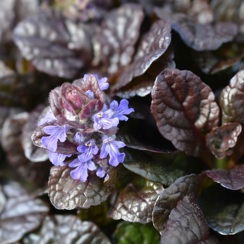 Ajuga reptans Braunherz - Indás ínfű