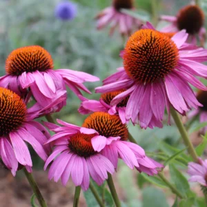 Echinacea purpurea Magnus - Bíbor kasvirág