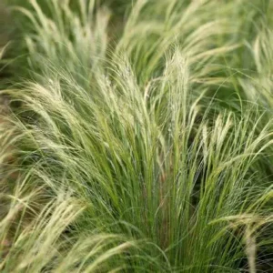 Stipa tenuissima Pony Tails - Árvalányhaj