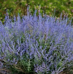 Perovskia atriplicifolia Bluesette – Sudárzsálya