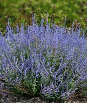 Perovskia atriplicifolia Bluesette – Sudárzsálya