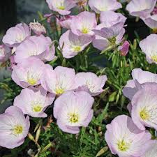 Oenothera Speciosa Siskiyou pink - Pompás Ligetszépe