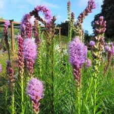 Liatris spicata Kobold - Füzéres díszcsorba