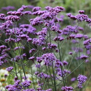 Verbena bonariensis - Ernyős verbéna