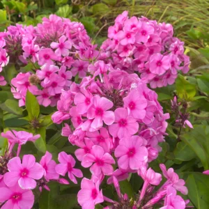Phlox Paniculata Famous Pink - Bugás lángvirág