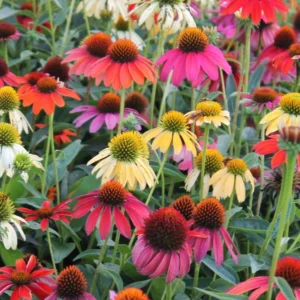 Echinacea purpurea Cheyenne Spirit - Bíbor Kasvirág