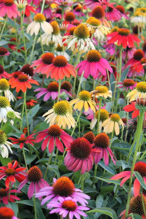 Echinacea purpurea Cheyenne Spirit - Bíbor Kasvirág