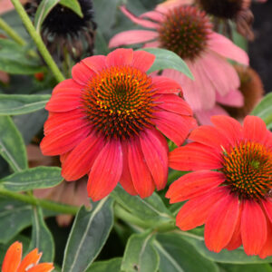 Echinacea purpurea Lakota Red - Bíbor Kasvirág