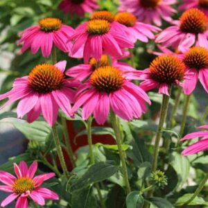 Echinacea purpurea Pow Wow Wild Berry- Bíbor Kasvirág