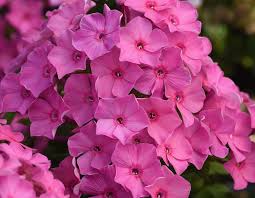 Phlox Paniculata Ka-Pow Pink - Bugás lángvirág