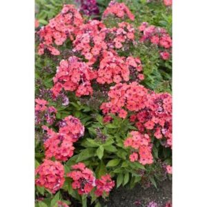 Phlox paniculata Orange Perfection - Bugás Lángvirág