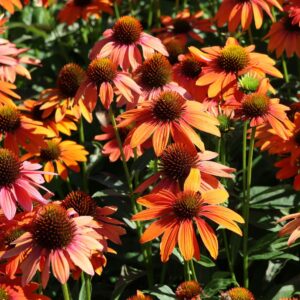 Echinacea purpurea Lakota Orange - Bíbor Kasvirág