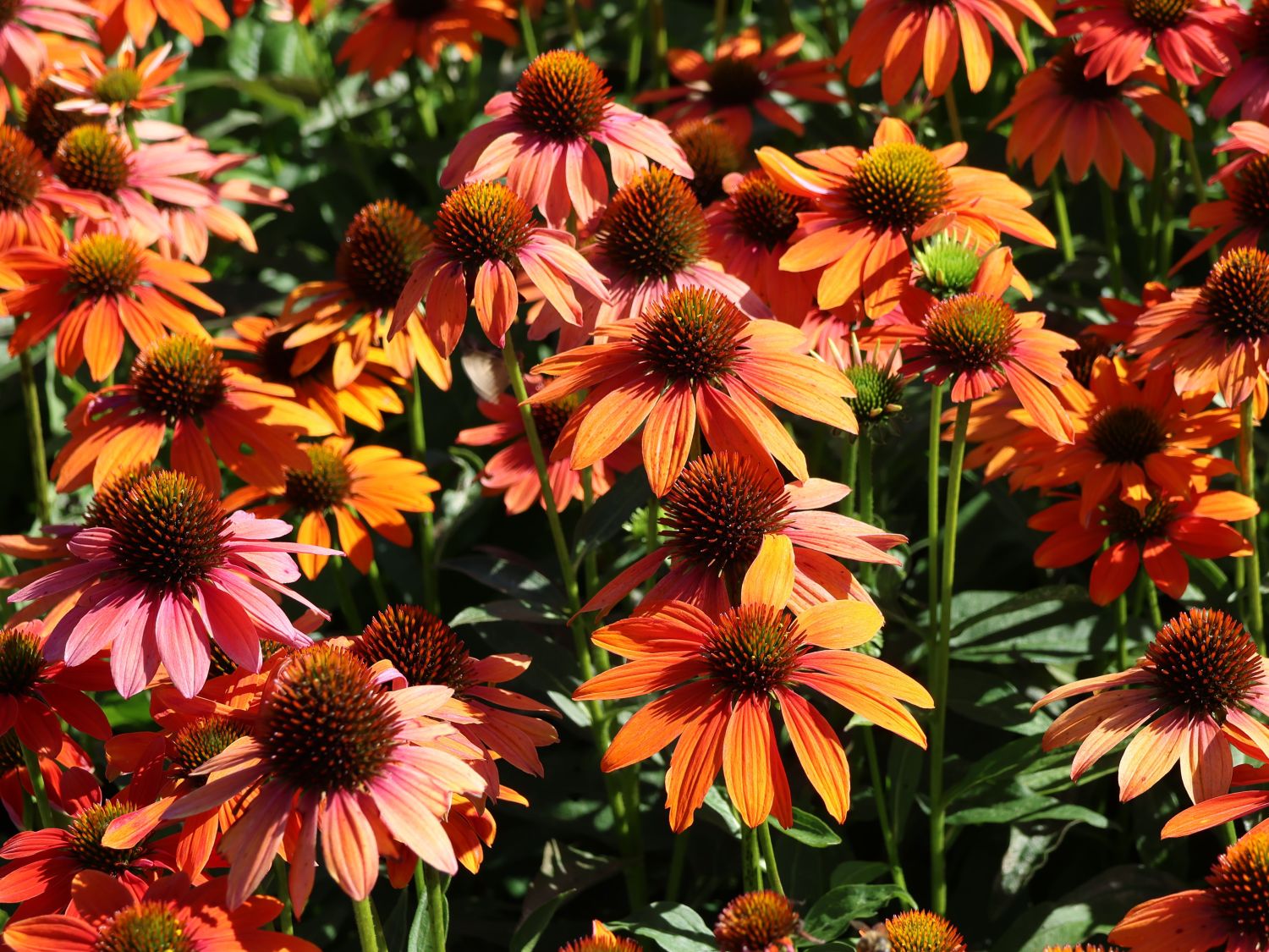 Echinacea purpurea Lakota Orange - Bíbor Kasvirág