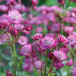 Astrantia major Cerise Button - Völgycsillag