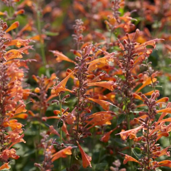 Agastache Mexikum Summerlong Peach - Mexikói Izsópfű