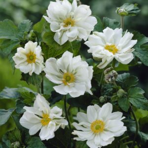 Anemone Hybrida Whirlwind - Hybrid szellőrózsa(Fehér)