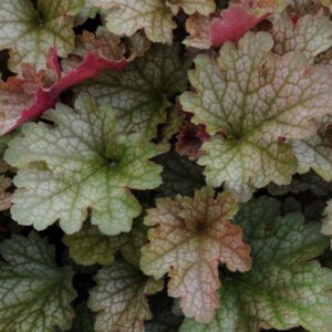 Heuchera Villosa Carnival Rose Granita - Hibrid tűzeső