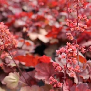 Heuchera Cherry Cola - Tűzeső