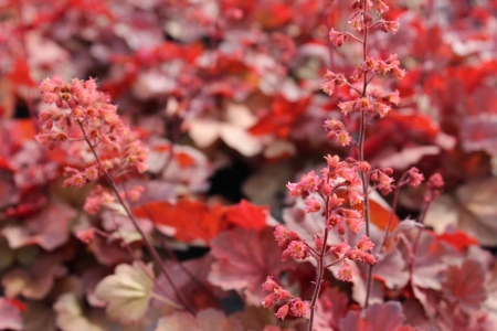 Heuchera Cherry Cola - Tűzeső