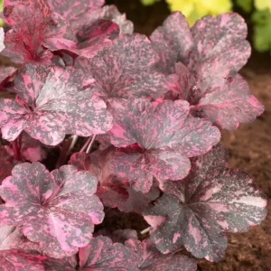 Heuchera 'Midnight Rose' - Tűzeső