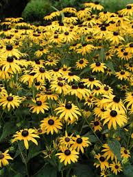 Rudbeckia fulgida Goldsturm - Pompás kúpvirág
