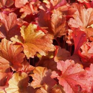 Heuchera Paprika - Tűzeső