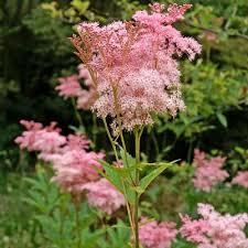 Filipendula rubra  Venusta Magnifica - Magas legyezőfű