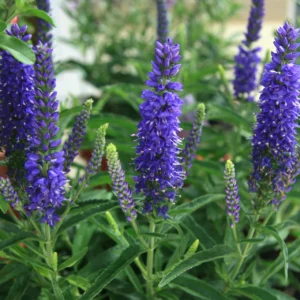 Veronica Longifolia Blue  –  Hosszúlevelű Veronika