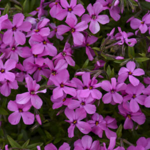 Phlox subulata Dark Pink - Árlevelű lángvirág