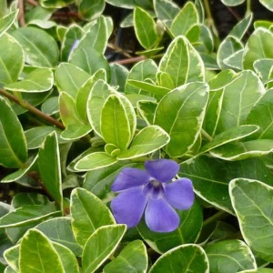 Vinca Minor Variegata - Kis meténg