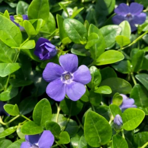 Vinca Minor Blue - Kis meténg