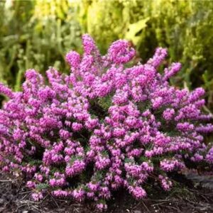 Erica carnea Memory - Alpesi Hanga