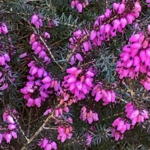 Erica carnea Atrorubra - Alpesi Hanga