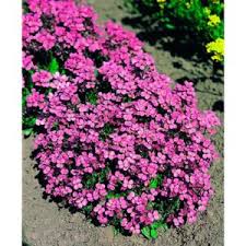 Arabis blepharophylla Deep Rose - Kaukázusi ikravirág