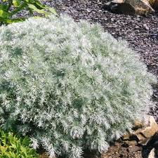 Artemisia Smidtiana Nana - Japán Üröm