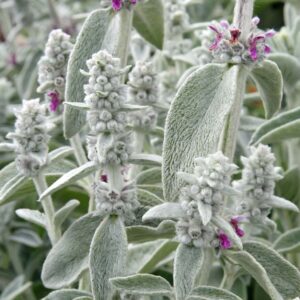 Stachys Byzantina - Nyuszifül, Gyapjas tisztesfű