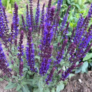 Salvia nemorosa Blaukönigin - Ligeti zsálya